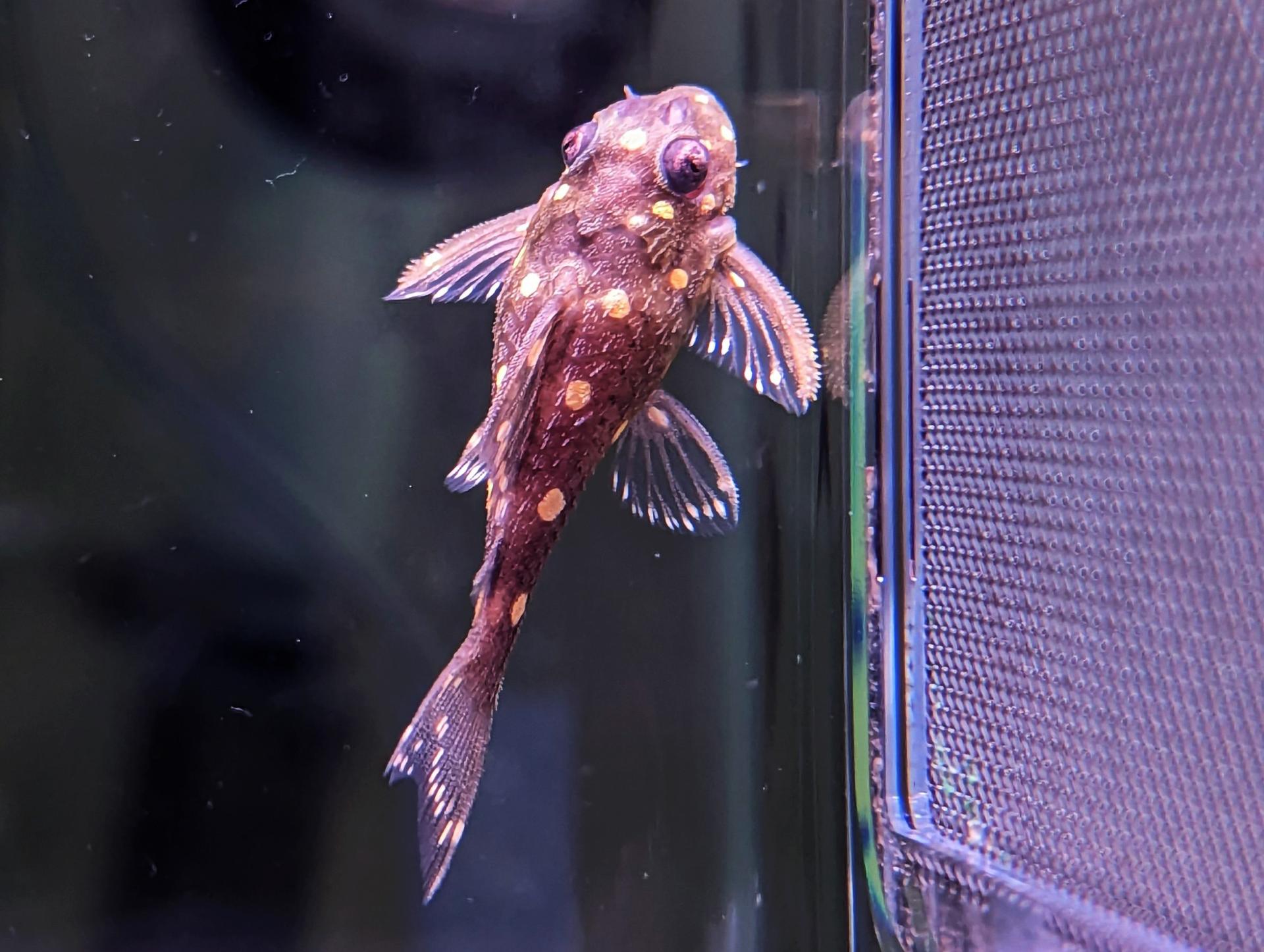 buy-quality-l-number-plecos-shrimp-online-in-australia-point-pleco